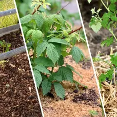 Popiół drzewny pod maliny to naturalny nawóz. Widać młode krzaczki malin otoczone ściółką.
