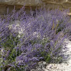 Un buisson de lavande d'Afghanistan aux fleurs violettes, connu pour ses propriétés aromatiques et médicinales, pousse près d'un mur de pierre.