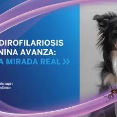 Un perro border collie mira a la cámara mientras un mosquito se cierne cerca, advirtiendo sobre la filaria en perros.