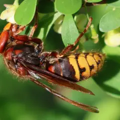 Hornissen fressen Insekten und Larven. Hier hängt eine Hornisse an einem Zweig mit grünen Blättern und kleinen gelben Blüten.