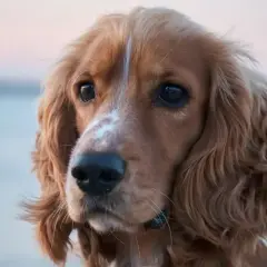 Uroczy cocker spaniel amerykański z błyszczącymi oczami i falującą sierścią.