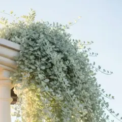 Dichondra srebrzysta, zwana też "srebrnym wodospadem", pięknie oplata balustradę, tworząc kaskadę liści. Idealne stanowisko dla tej rośliny to miejsce z dobrym dostępem do światła.