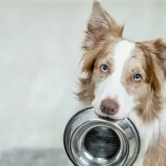 Border collie con ojos azules trae su plato de comida, listo para disfrutar.