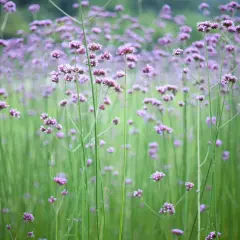 En äng full av lila verbena i kruka, med gröna stjälkar som sträcker sig mot himlen.