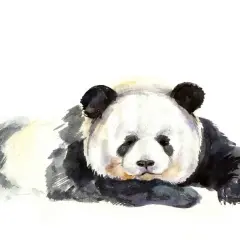 Akwarelowa panda, symbol spokoju i wytrwałości. Tatuaż panda znaczenie to harmonia i równowaga.