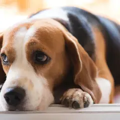Smutny beagle z opuszczonym łbem, być może cierpi na zapalenie trzustki u psa.