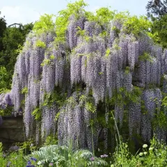 Obficie kwitnąca wisteria w kolorze fioletowym, tworząca kaskady kwiatów. To piękny widok, kiedy wisteria kwitnie wiosną.