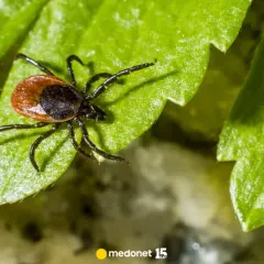 Kto jest odporny na kleszcze? Prawda o naturalnej ochronie