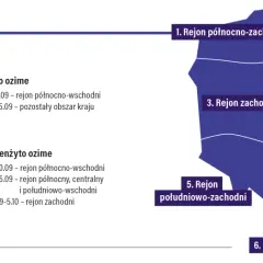 Kiedy siać żyto? W północno-wschodniej Polsce od 5 do 15 września, a w pozostałych regionach od 15 do 25 września.