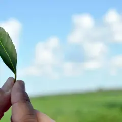 Zielony listek, symbol tego, skąd pochodzi yerba mate – Ameryka Południowa.
