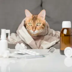 Gato con manta, rodeado de medicinas. Su mirada refleja la preocupación por la esperanza de vida de gato con edema pulmonar.