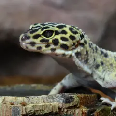 Leopardo gecko con manchas negras y amarillas, cerca de un cuenco. Estos reptiles son insectívoros, así que esto es lo que comen los geckos.