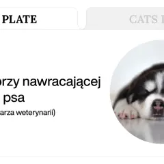 Słodki szczeniak śpi, podczas gdy tekst informuje o tym, co zrobić przy nawracającej wodnistej biegunce u psa.