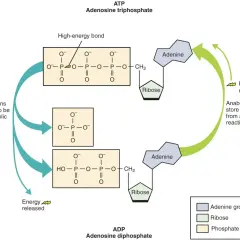 Cykl ATP/ADP: ATP (adenozynotrifosforan) uwalnia energię, stając się ADP (adenozynodifosforan). Reakcje anaboliczne zużywają energię do przekształcenia ADP z powrotem w ATP.