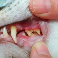 ¿Por qué a mi gato se le cae la baba? Causas y soluciones efectivas
