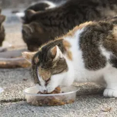 Gatos callejeros comiendo en recipientes. Se ve un gato tricolor comiendo con avidez, mientras otros gatos se alimentan al fondo.