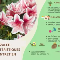 Gros plan sur des azalées roses et blanches, parfaites pour un sol de terre de bruyère. Guide d'entretien et caractéristiques.