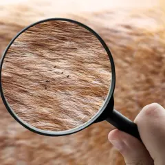 Ingrandimento della pelliccia di un cane rivela insetti piccolissimi neri che si muovono tra i peli.