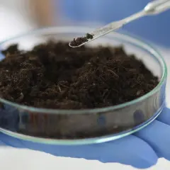 Badacz w niebieskich rękawiczkach pobiera łopatką próbkę ziemi do analizy. Badanie może dotyczyć np. kwasu fulwowego i jego przeciwwskazań.