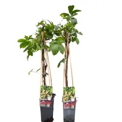Dos plantas de parra virgen en maceta, con tutores de bambú y etiquetas que muestran sus hojas verdes y rojizas.