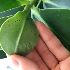 En hand håller ett grönt blad med många små bruna prickar.