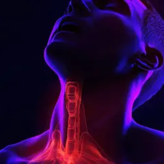 Anatomical visualization of the larynx, highlighting the trachea and vocal cords. Czy polip krtani to rak?