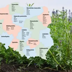 Mapa Polski z zaznaczonymi odmianami łubinu gorzkiego, np. Agat, Roland, Bolero, Regent, Samba, Salsa, Dalbor, Zorba, Bazalt, Furman, Pogo, Swing, SM Orion, SM Tales, Homer.