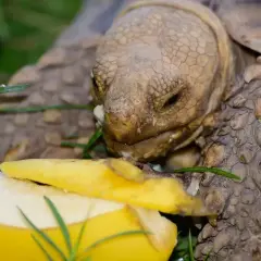 Żółw zajada się bananem. Widać, co jedzą żółwie, gdy mają dostęp do owoców.