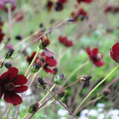 Mörkröda chokladblomma perenn blommar i en trädgård, med några blommor som börjar vissna.