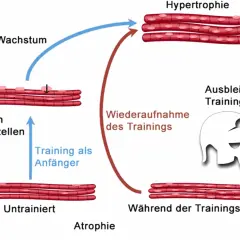 Der Zyklus von Muskelwachstum und Atrophie: Wie schnell verliert man Muskeln? Das Diagramm zeigt, wie Muskeln durch Training wachsen und bei Trainingspause schrumpfen.