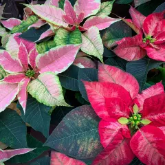 Un tripudio di colori quando fiorisce la stella di Natale: foglie rosa, rosse e verdi si intrecciano in un abbraccio festivo.
