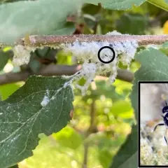 Un ramo d'albero coperto da lanugine bianca, tipica dell'afide lanigero. Un insetto parassitoide, nemico naturale dell'afide lanigero, è evidenziato in un riquadro.