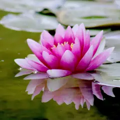 Fleur de nénuphar rose éclatante, ses pétales délicats se reflétant dans l'eau verte. Le rhizome nénuphar, caché sous la surface, nourrit cette beauté aquatique.