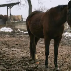 Brązowy koń stoi na błotnistym wybiegu. W tle inne konie przy pasniku. Deszcz i błoto to codzienność u koni zimą.