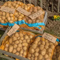Säcke mit Kartoffeln der Sorten Gala, Laura, Glorietta, Adretta und Paroli liegen bereit. Man kann jetzt noch Kartoffeln pflanzen!