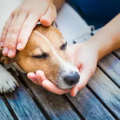 Sanfte Hände streicheln einen Hund, der nach einem Schlaganfall Ruhe braucht.