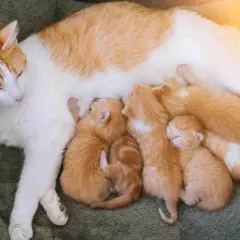 Chatte blanche et rousse, mère attentive, allaite ses chatons. Ce comportement maternel est typique d'une chatte enceinte et nourricière.