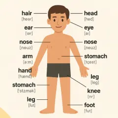 Chłopiec z etykietami części ciała po angielsku: hair, ear, nose, arm, hand, stomach, leg, head, eye, leg, knee, foot. Nauka części mowy po angielsku.