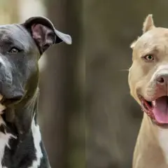 Dwa psy rasy pitbull, jeden szary z białymi znaczeniami, drugi beżowy, patrzą w obiektyw.