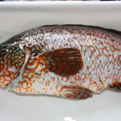 Un pinto pez con escamas iridiscentes y manchas naranjas y azules descansa en una bandeja blanca.