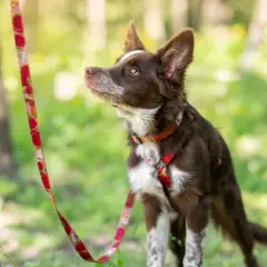Obroża czy szelki dla border collie – co wybrać dla swojego psa?