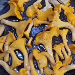 Setas de rebozuelo doradas y jugosas se cocinan en una sartén, listas para ser parte de un delicioso plato, como un champignon de Paris.