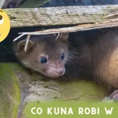 Zastanawiasz się, co kuna robi w dzień? Ten mały drapieżnik ukrywa się w swojej norce, odpoczywając przed nocnymi łowami.