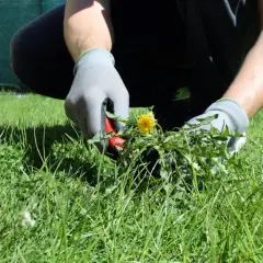 Osoba w rękawiczkach wyrywa żółty mniszek z zielonego trawnika. Obok czerwione wiaderko.