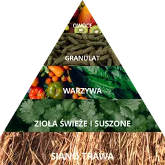 Co może jeść królik miniaturka? Kompletny poradnik żywienia