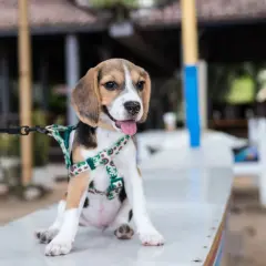 Szczeniak beagle w szelkach czeka na spacer. To idealny moment, by nauczyć psa chodzić na smyczy.