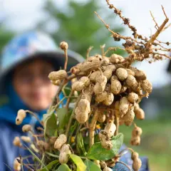 Raccolto di arachidi appena estratte dalla terra. Una persona con un cappello sullo sfondo osserva il frutto del suo lavoro.