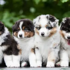Cztery urocze szczenięta rasy Aussie, idealne do wyboru angielskie imiona dla suczki.