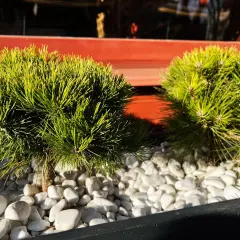 Dwa miniaturowe iglaki w donicy, ozdobione białymi kamykami, tworzą zieloną oazę na balkonie.