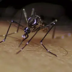 Zbliżenie na komara samicę, która wbija swój aparat gębowy w skórę.